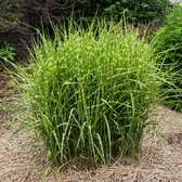 Miscanthus sinensis 'Little Zebra' - Prachtriet - Planthoogte: 30 cm - Pot Ø 17 cm (2 liter)