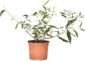 Buddleja Davidii 'Tricolor' - Vlinderstruik - Buitenplant  - Winterhard - ⌀17 cm -  ↕30-40 cm