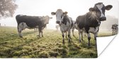Affiche Vaches - Herbe - Brouillard - 120x60 cm