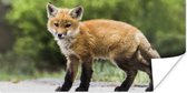 Affiche Renard - Puppy - Route - 80x40 cm
