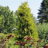 Thuja occidentalis 'Salland' - Westerse levensboom - Planthoogte: 60-80 cm - Pot Ø 19 cm (3 liter)