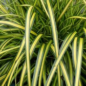 Carex oshimensis 'Eversheen' - Zegge - Planthoogte: 30 cm - Pot Ø 17 cm (2 liter)