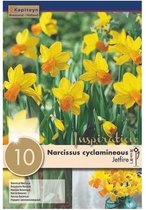 Zakje narcissenbollen - Narcissus 'Jetfire' - donkergele narcissen - 10 bollen