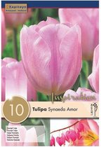 Zakje tulpenbollen - Tulipa 'Synaeda Amor' - roze tulpen - 10 bollen