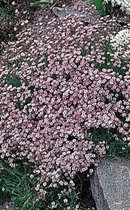 6x Gypsophila repens ‘Rosea’ - Kruipend gipskruid - Pot 9x9 cm