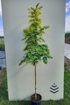 Jonge Chinese Moerascipres boom | Metasequoia glyptostroboides 'Goldrush' | 150-200cm hoogte