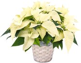 Kerstster Wit Echt Poinsettia incl Mand en verstuurd met heatpack. Leuk Cadeau Relatiegeschenk Staffoldkorting