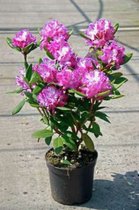 Rhododendron (t) 'Alfred' 40-50 cm RHODODENDRON