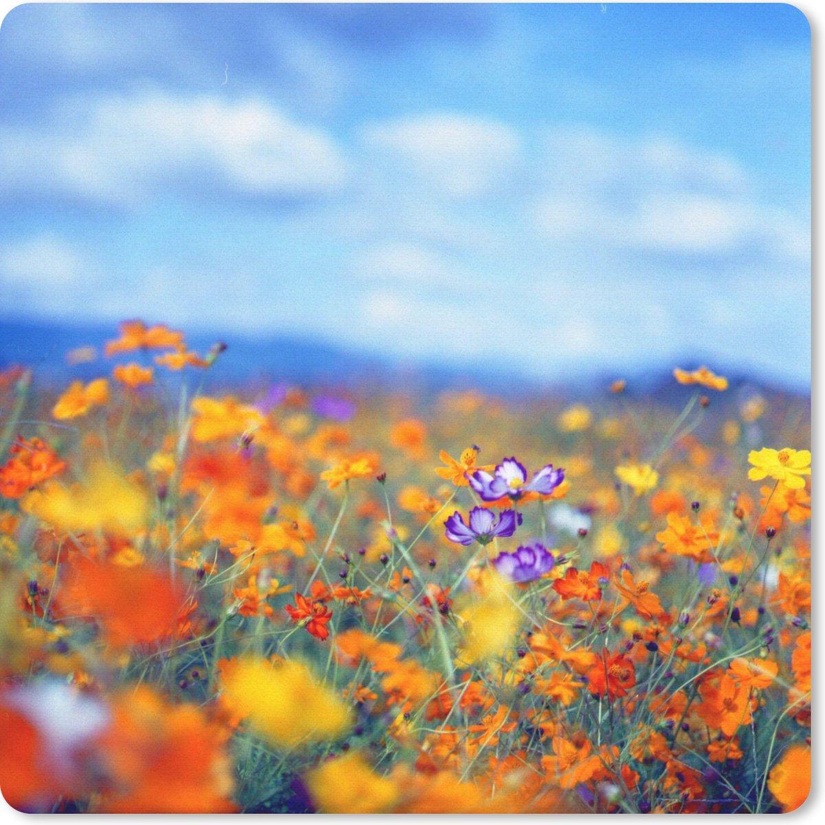 Muismat 30x30 cm - Mousepad Cosmos - Kleuren - Lente - Muismatten