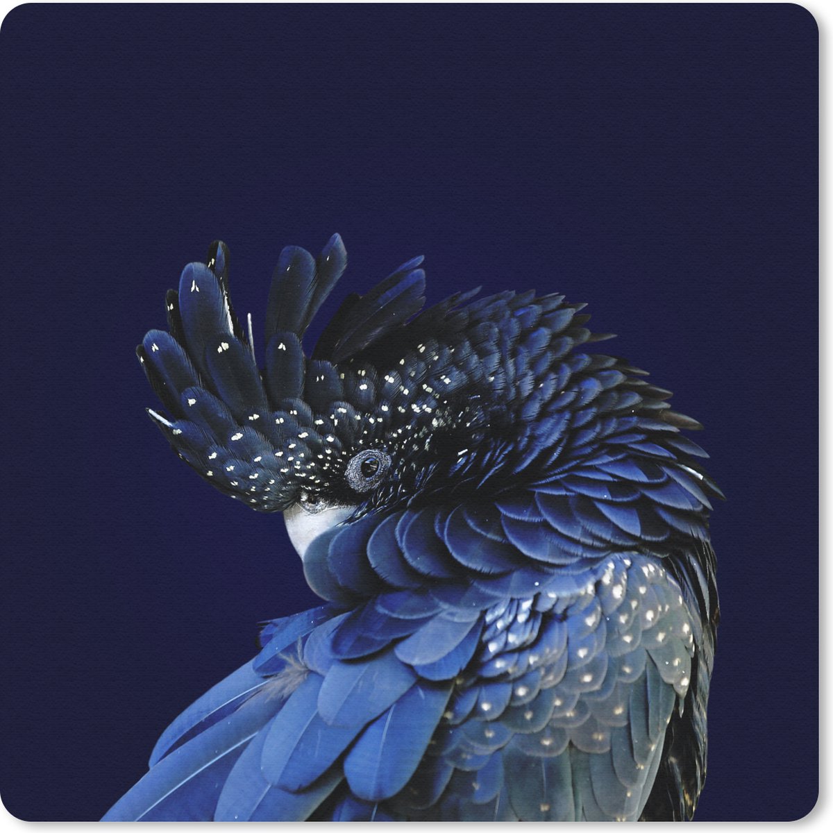 Muismat 30x30 cm - Mousepad Close-up roodstaartraafkaketoe - Muismatten