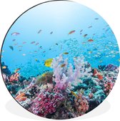 WallCircle - Wandcirkel - Muurcirkel - Kleurrijk rif en koraal - Aluminium - Dibond - ⌀ 140 cm - Binnen en Buiten