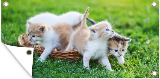 Kittens - Kat - Mand