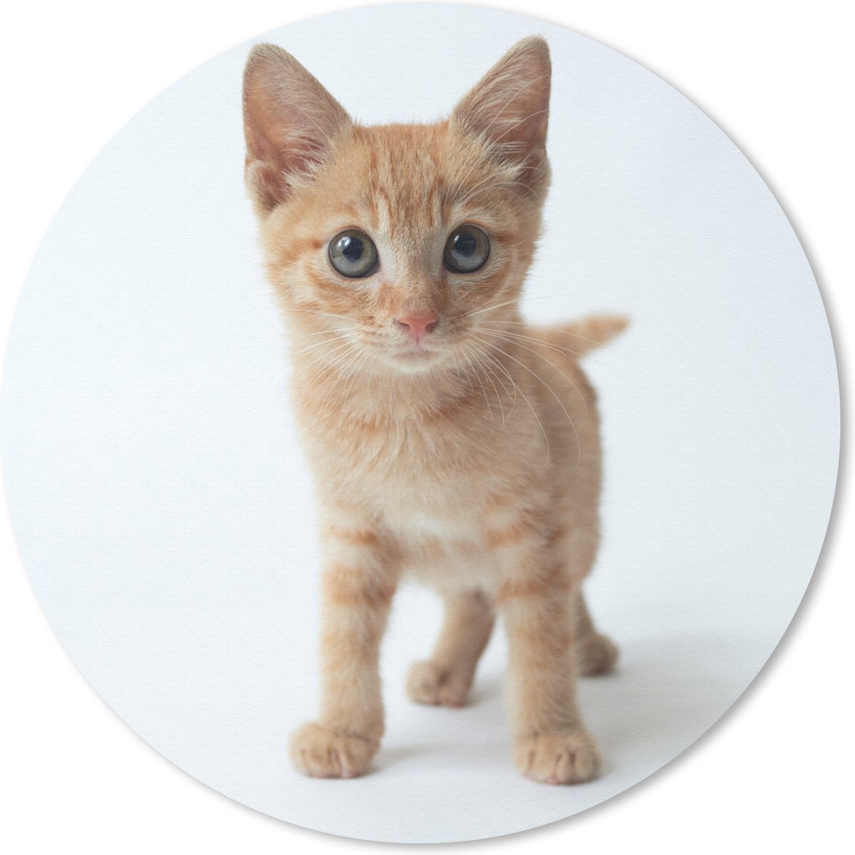 Muismat rond 20x20 cm - Mousepad Kat - Rood - Kitten - Meisjes - Kinderen - Jongens - Kindje - Ronde muismatten