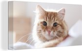 Schilderij kat - Oranje - Wit - Bed - Close up - Canvas kat - Katten schilderij - Wanddecoratie - 160x80 cm