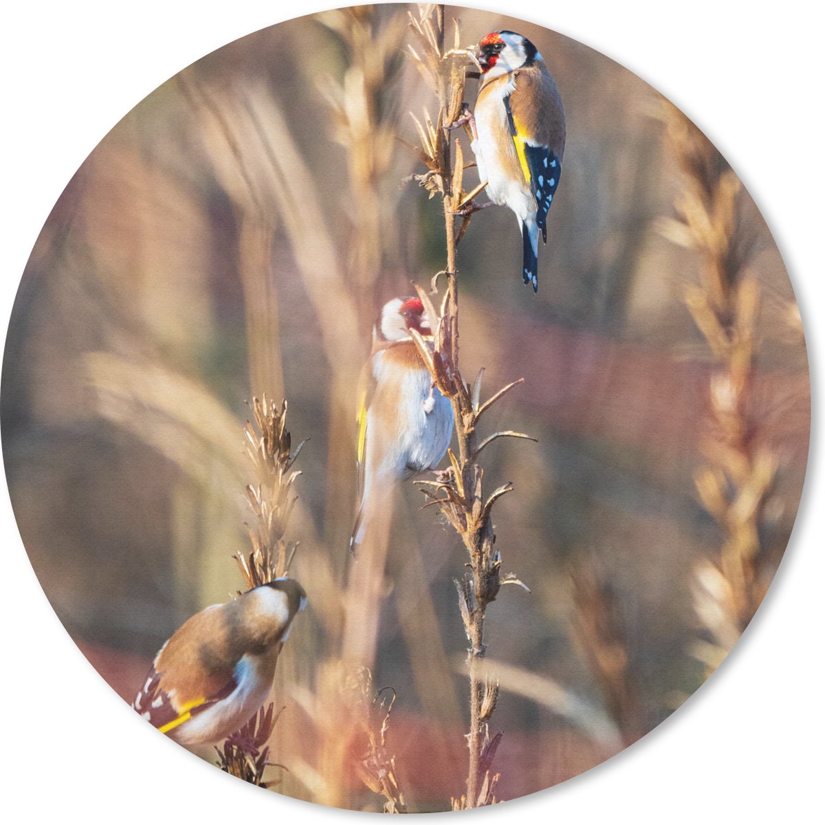 Muismat rond 30x30 cm - Mousepad Vogels - Takken - Bos - Ronde muismatten