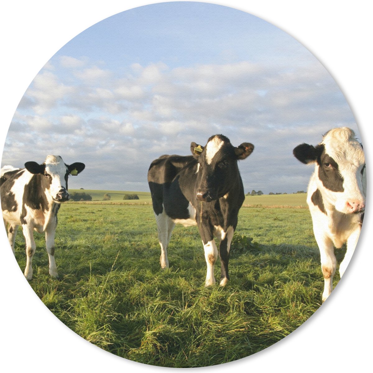 Muismat rond 40x40 cm - Mousepad Koe - Zon -Dieren - Ronde muismatten