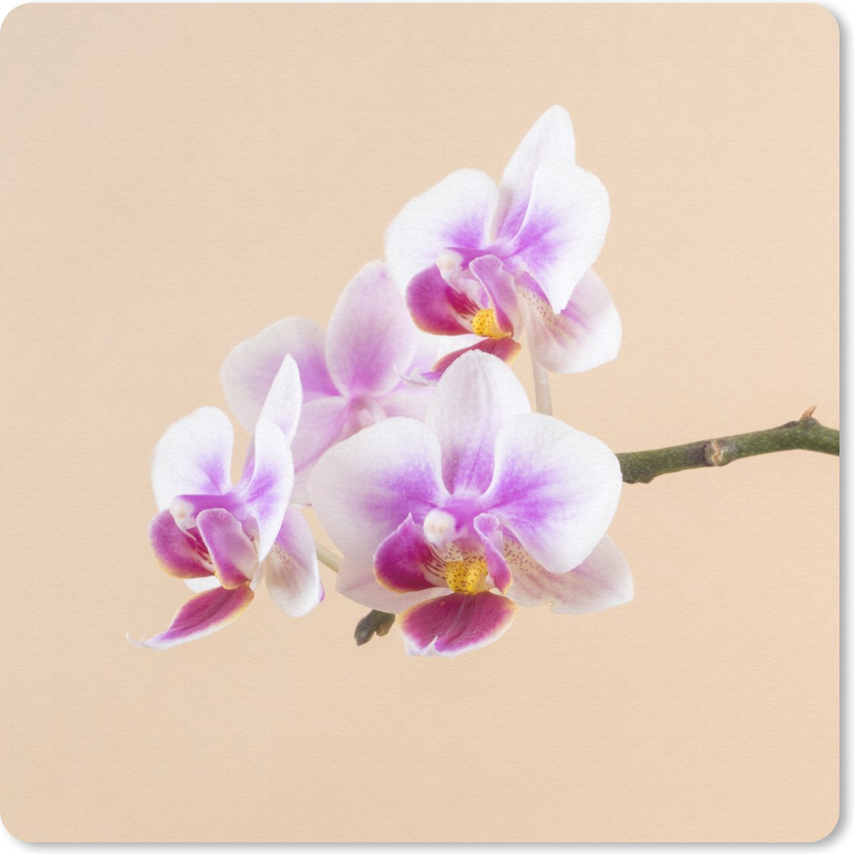 Muismat 20x20 cm - Mousepad Witte en roze orchidee - Muismatten