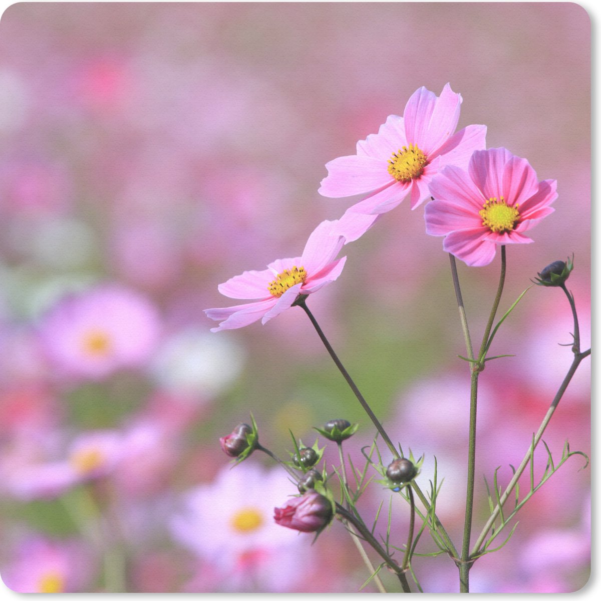 Muismat 30x30 cm - Mousepad Bloemen - Buiten - Roze - Muismatten