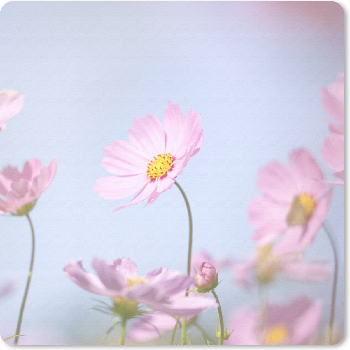 Muismat 30x30 cm - Mousepad Bloemen - Roze - Buiten - Natuur - Muismatten
