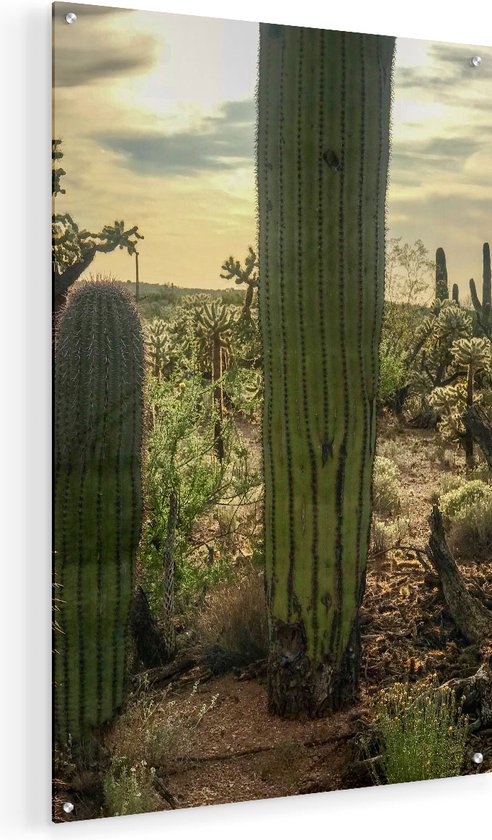 Artaza Glasschilderij - Cactus Planten in het Wild - 50x75 - Plexiglas Schilderij - Foto op Glas