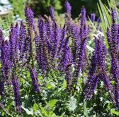 Salvia nemorosa 'Mainacht' - Salie - Planthoogte: 5 cm - Pot 11 cm (1 liter)