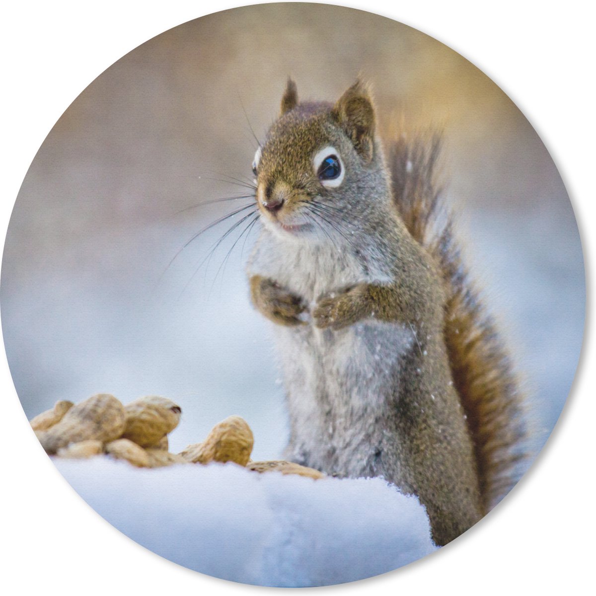 Muismat rond 20x20 cm - Mousepad Eekhoorn - Noten - Sneeuw - Winter - Knaagdieren - Seizoenen - Ronde muismatten