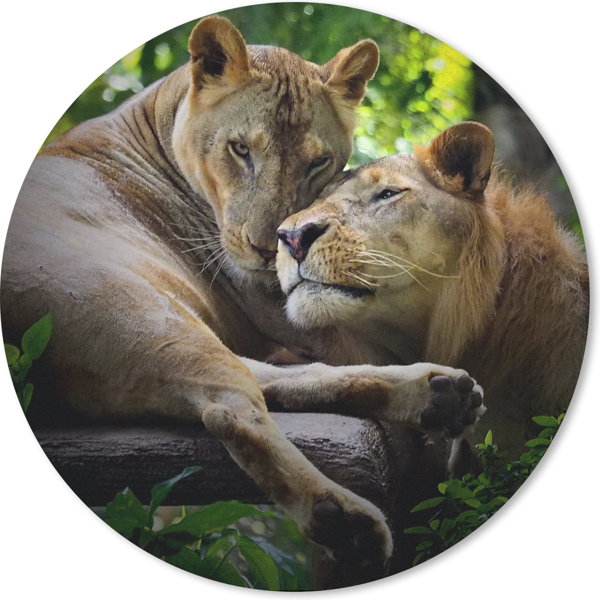 Muismat rond 20x20 cm - Mousepad Leeuwen - Boom - Gras - Ronde muismatten