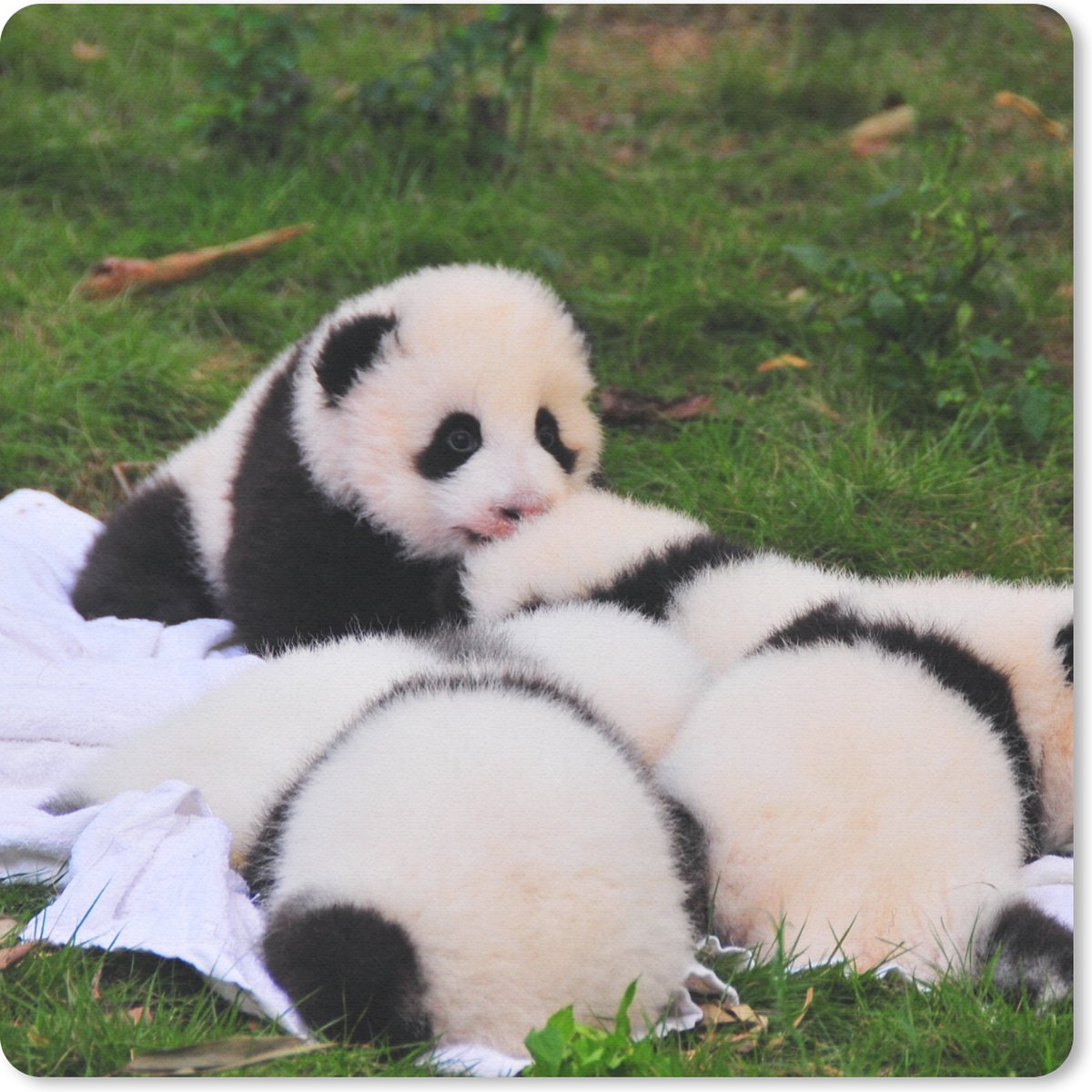 Muismat 20x20 cm - Mousepad Panda's - Gras - Deken - Muismatten