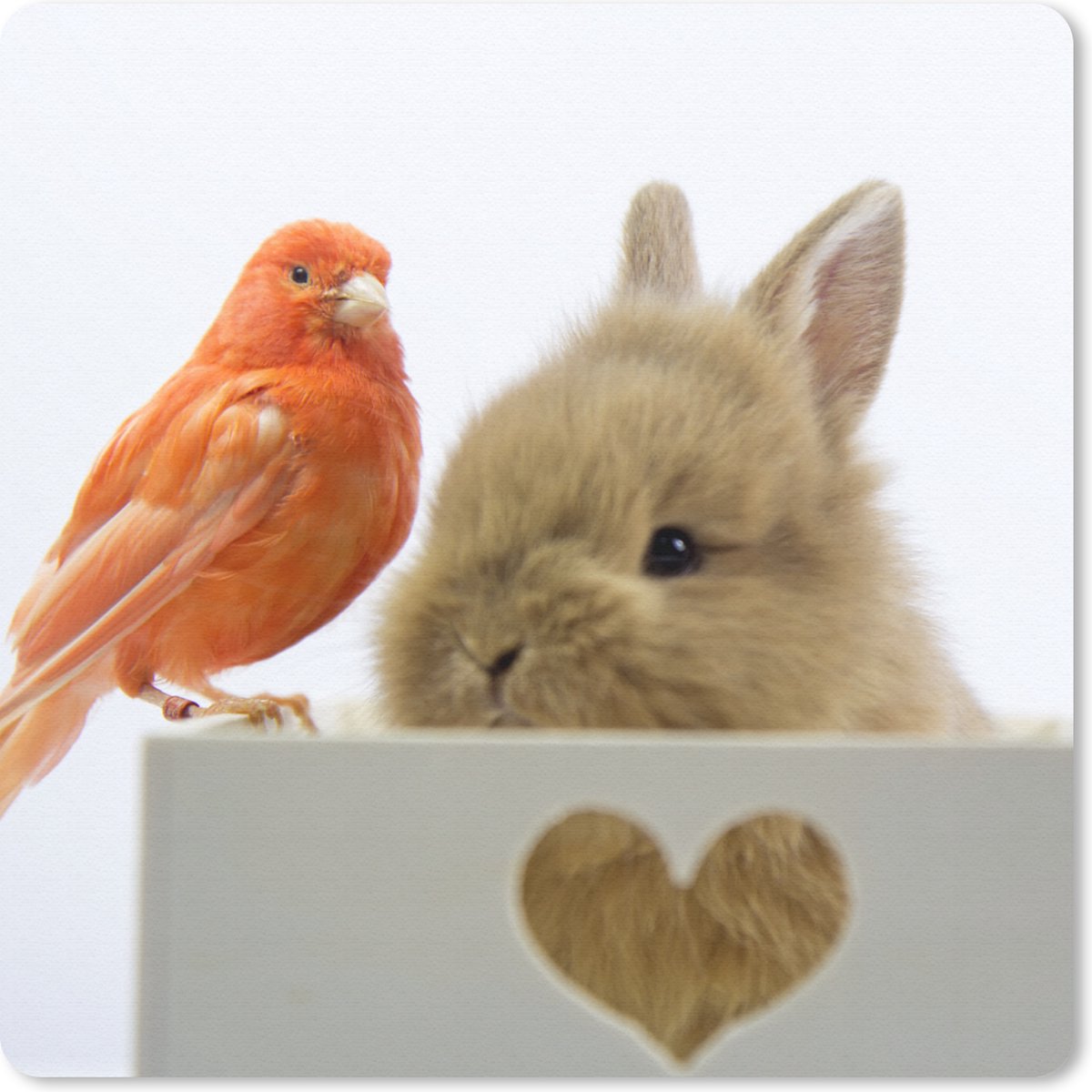 Muismat 30x30 cm - Mousepad Dieren - Konijn - Vogel - Muismatten