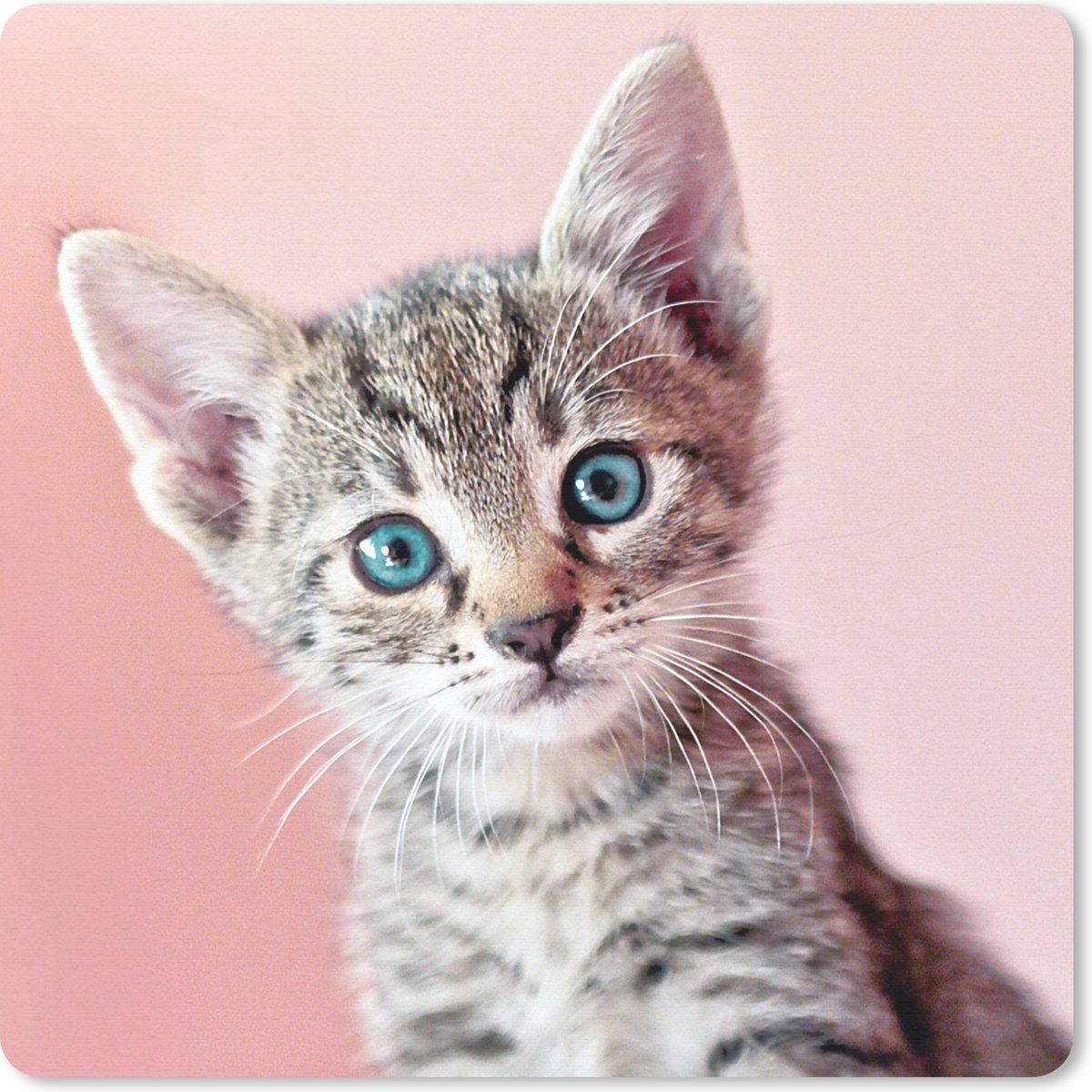 Muismat 20x20 cm - Mousepad Kitten - Blauw - Roze - Muismatten