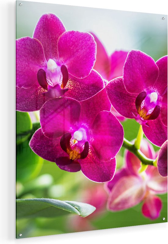 Artaza Glasschilderij - Roze Orchidee Bloemen - 80x100 - Groot - Plexiglas Schilderij - Foto op Glas