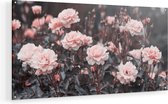 Artaza Glasschilderij - Roze Rozen Bloemen  - 90x45 - Plexiglas Schilderij - Foto op Glas