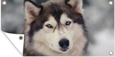 Tuinposter Portret van een Husky - 60x30 cm - Tuindoek - Buitenposter