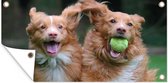 Tuinposter Twee honden spelen met bal - 80x40 cm - Wanddecoratie Buiten - Tuinposter - Tuindoek - Schuttingposter - Tuinschilderij