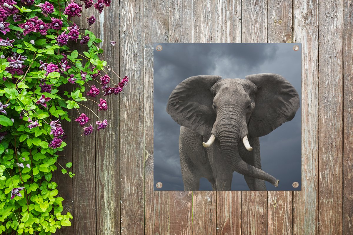 Tuinposter 100x100 Cm - Zonneschijn Op Olifant In Natuurreservaat - Buitendoek Met Ringen