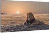 Schilderij -Leeuw bij zonsondergang, 90x60cm.  dieren, wanddecoratie