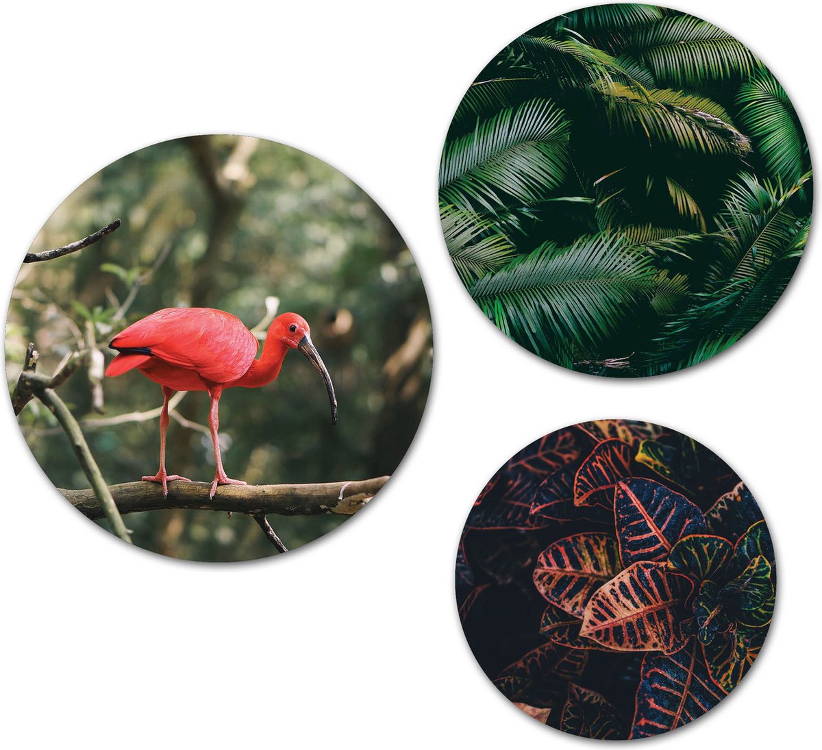 Forex Muurcirkel Set - Set Rode Vogel Jungle - Set van 3 Wandcirkels met Ophangsystemen - 20x25x30