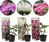 Plant in a Box - Winterharde Rhododendron Mix - Set van 3 Rhododendron - Pot ⌀9cm - Hoogte ↕ 20-30cm