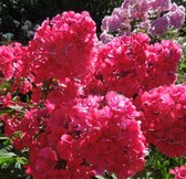 Phlox paniculata 'Starfire' - Floks, vlambloem - Planthoogte: 5 cm - Pot 11 cm (1 liter)