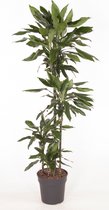 Kamerplant van Botanicly – Drakenboom – Hoogte: 120 cm – Dracaena fragr. Janet Lind