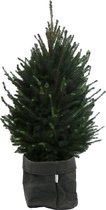 Boom van Botanicly – Picea glauca Super Green met een zwarte paper-look pot als set – Hoogte: 110 cm