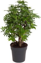 Kamerplant van Botanicly – Vingerboom – Hoogte: 70 cm – Schefflera arboricola Luseana