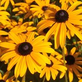 Rudbeckia fulgida deamii - Zonnehoed - Planthoogte: 5 cm - Pot 11 cm (1 liter)