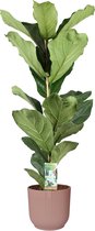 Kamerplant van Botanicly – Vioolplant  in roze ELHO plastic pot als set – Hoogte: 90 cm – Ficus Lyrata