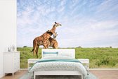 Behang - Fotobehang Twee giraffen op de savannes van het Nationaal park Serengeti in Afrika - Breedte 420 cm x hoogte 280 cm