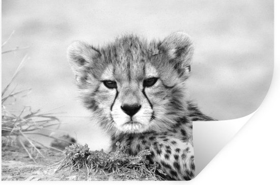 Muurstickers - Sticker Folie - Close-up jonge cheetah - zwart wit - 60x40 cm - Plakfolie - Muurstickers Kinderkamer - Zelfklevend Behang - Zelfklevend behangpapier - Stickerfolie