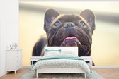 Behang - Fotobehang Franse Bulldog - Zwart - Zon - Breedte 375 cm x hoogte 240 cm