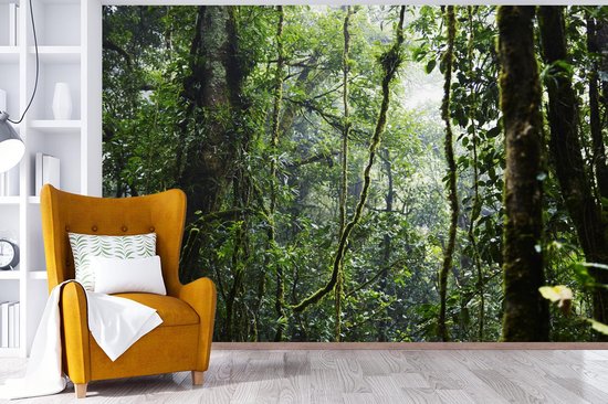 Papier peint Papier peint photo en vinyle - Forêt tropicale humide largeur 360 cm x hauteur 240 cm - Tirage photo sur papier peint (disponible en 7 tailles)