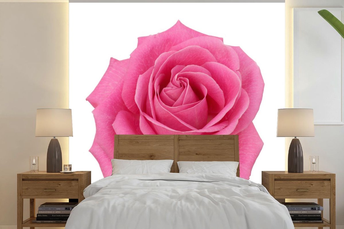 Behang - Fotobehang Close-up van enkele roze roos op witte achtergrond - Breedte 280 cm x hoogte 280 cm