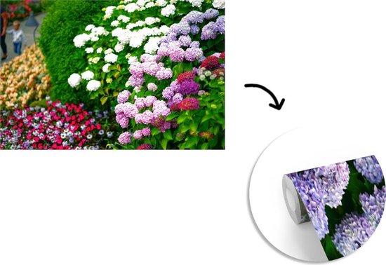 Papier Peint - Papier peint photo Vivid Hortensia Flowers - Largeur 525 cm x Hauteur 350 cm